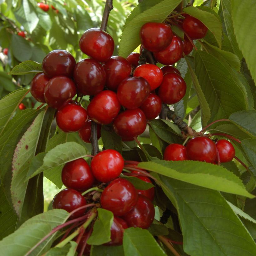 Süßkirsche Bigalise 'enjidel' - Prunus avium (Ernte)