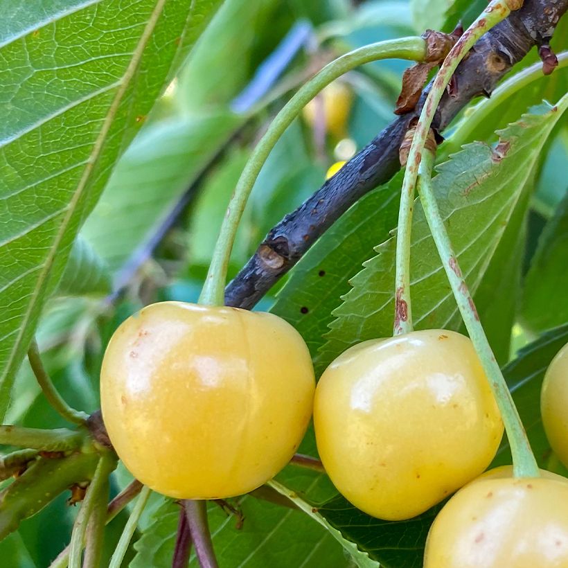 Süßkirsche Blanc Bio - Prunus avium (Ernte)