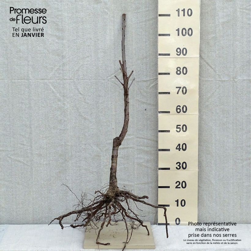 Exemplar von Süßkirsche Coeur de Pigeon - Prunus avium wie im Winter geliefert