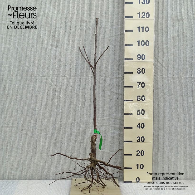 Exemplar von Süßkirsche Hedelfingen - Prunus avium wie im Winter geliefert