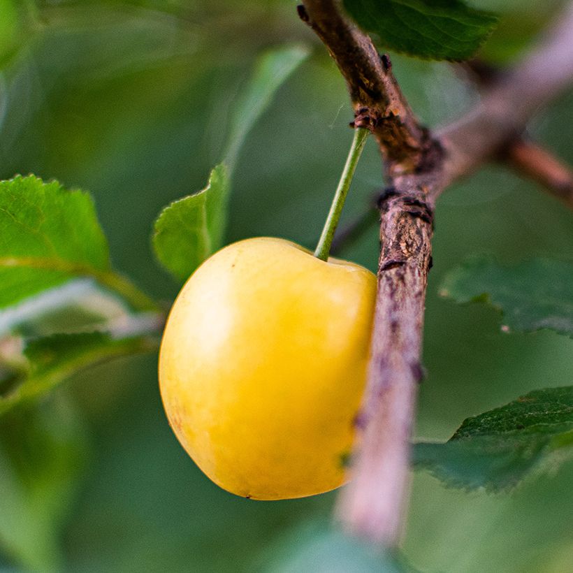 Süßkirsche Jaune de Missens Bio - Prunus avium (Ernte)