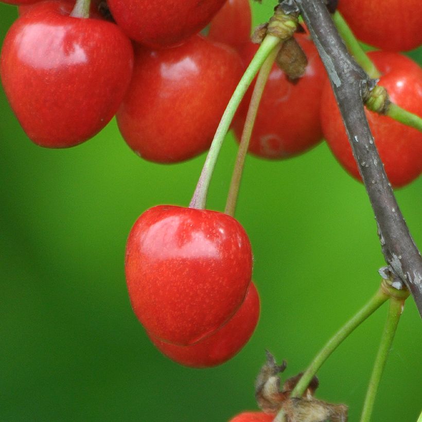 Süßkirsche Lapins - Prunus avium (Ernte)