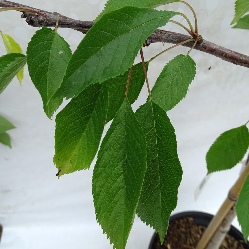 Süßkirsche Marmotte - Prunus avium (Laub)