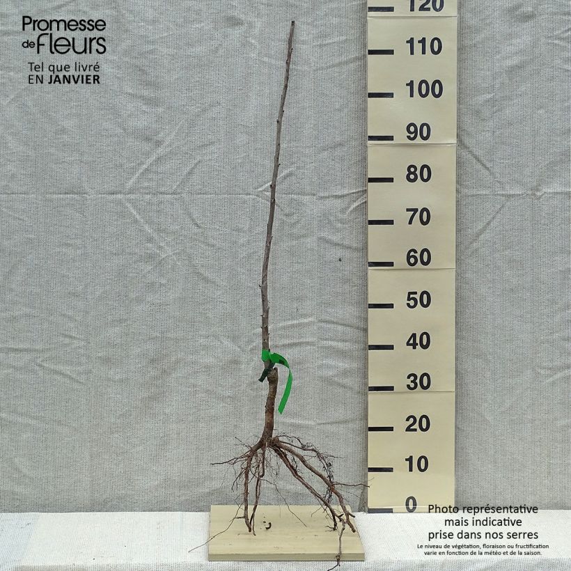 Exemplar von Süßkirsche Moreau Bio - Prunus avium wie im Winter geliefert