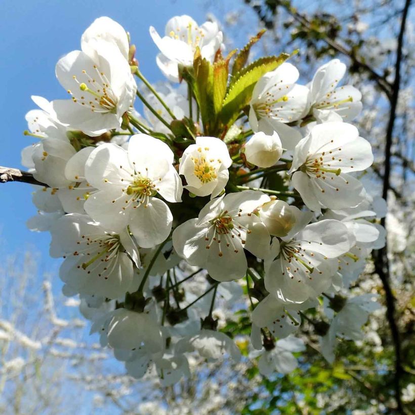 Süßkirsche Moreau Bio - Prunus avium (Blüte)