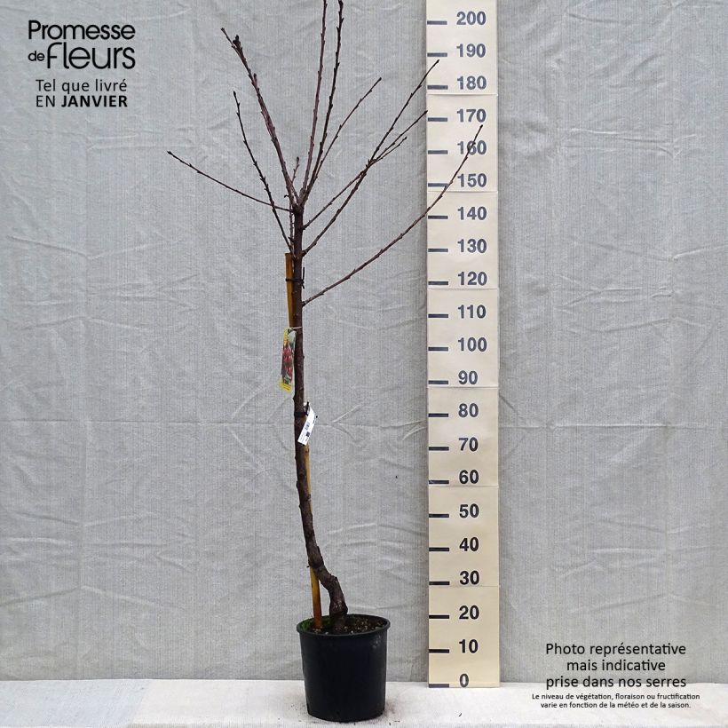 Exemplar von Cerisier Bigarreau Moreau - Prunus avium Demi-tige en pot de 7,5l/10l wie im Winter geliefert