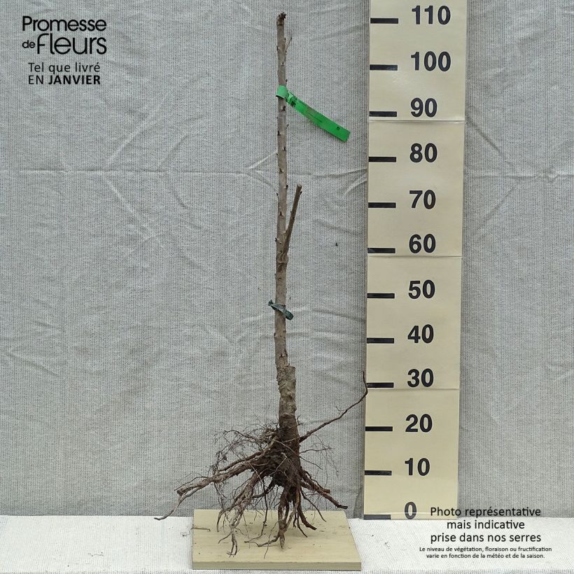 Exemplar von Süßkirsche Napoléon Bio - Prunus avium wie im Winter geliefert