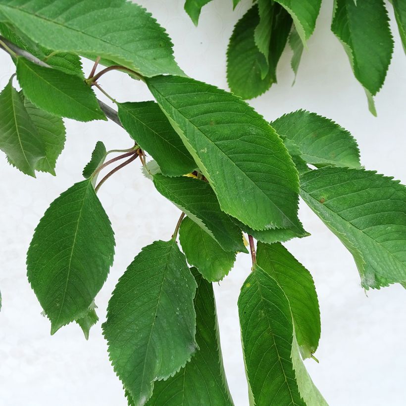 Süßkirsche Napoléon - Prunus avium (Laub)