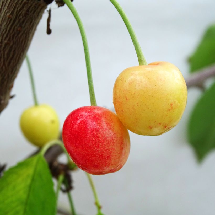 Süßkirsche Napoléon - Prunus avium (Ernte)