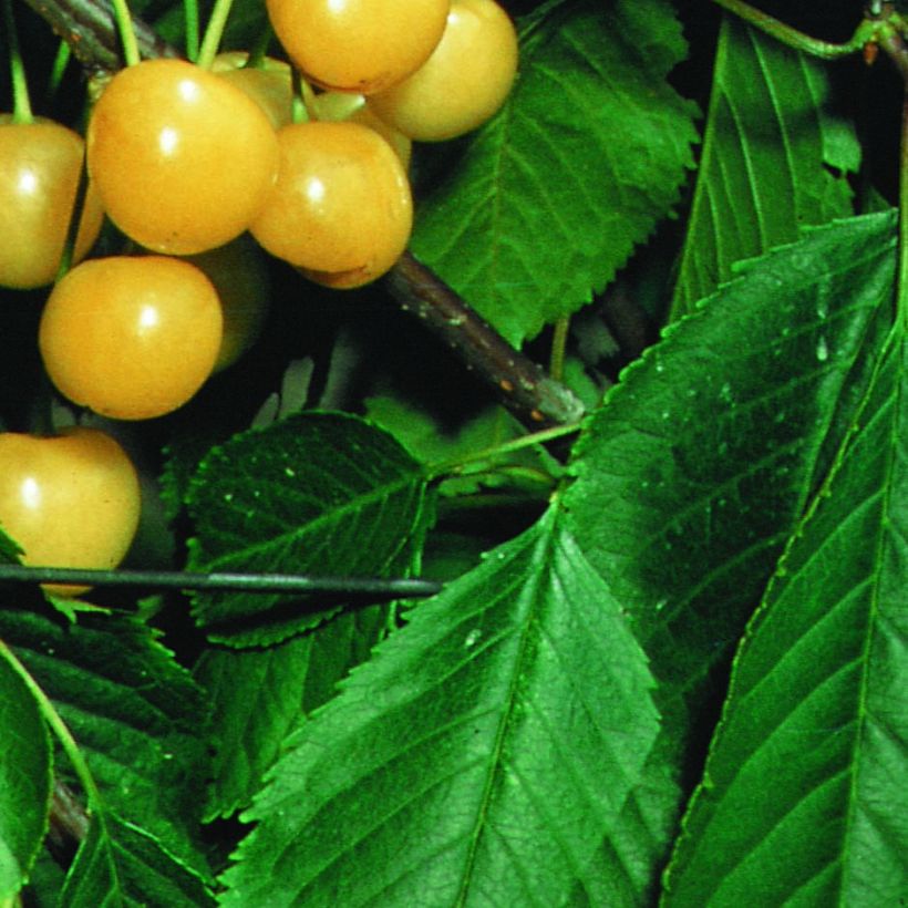 Süßkirsche Stark Gold - Prunus avium (Laub)