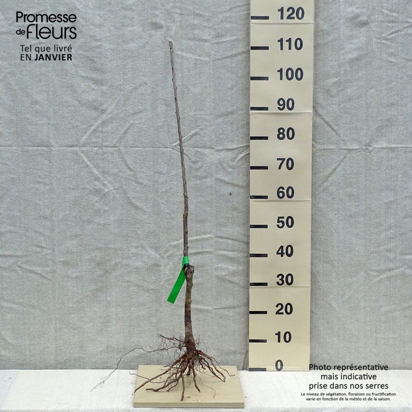 Exemplar von Süßkirsche Summit Bio - Prunus avium wie im Winter geliefert