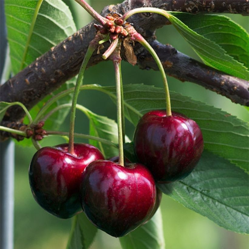 Süßkirsche Summit Bio - Prunus avium (Ernte)