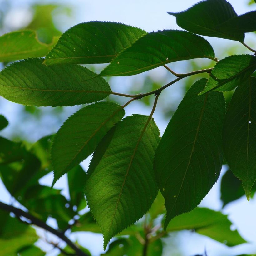 Süßkirsche Sunburst - Prunus avium (Laub)