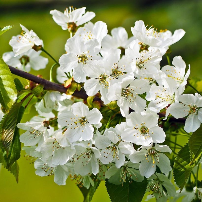 Süßkirsche Sunburst - Prunus avium (Blüte)