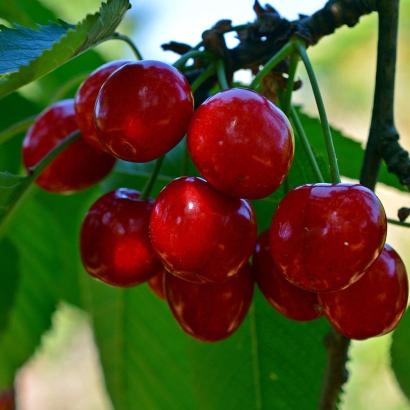 Süßkirsche Tardif de Vignola - Prunus avium (Ernte)