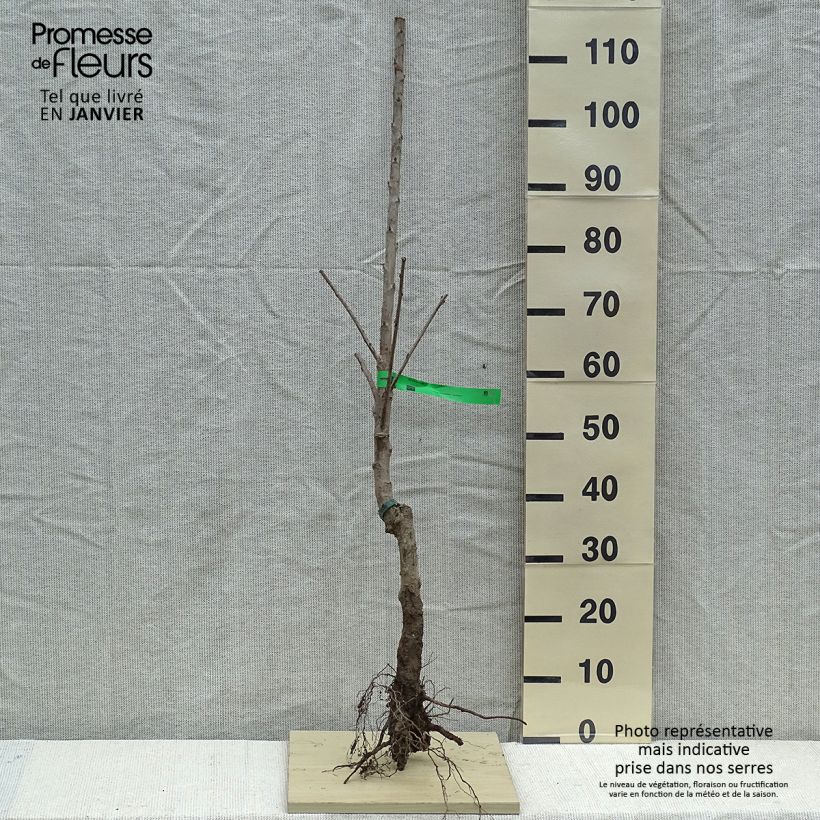 Exemplar von Süßkirsche Van Bio - Prunus avium wie im Winter geliefert