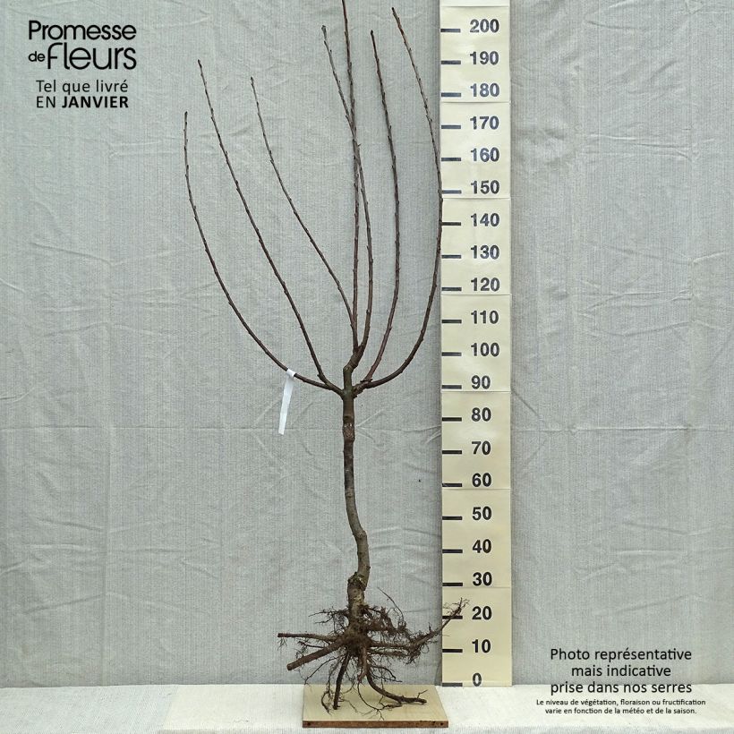 Exemplar von Süßkirsche Van - Prunus avium wie im Winter geliefert