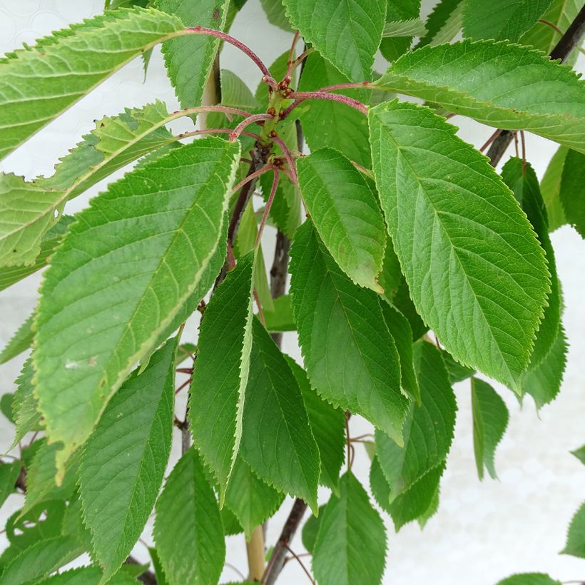 Sauerkirsche Early Rivers - Prunus cerasus (Laub)