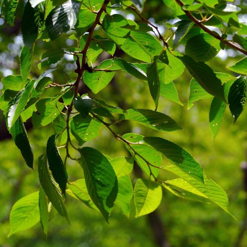 Sauerkirsche Griotte du Nord - Prunus cerasus (Laub)