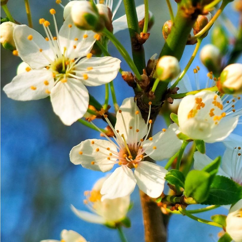 Sauerkirsche Griotte du Nord - Prunus cerasus (Blüte)