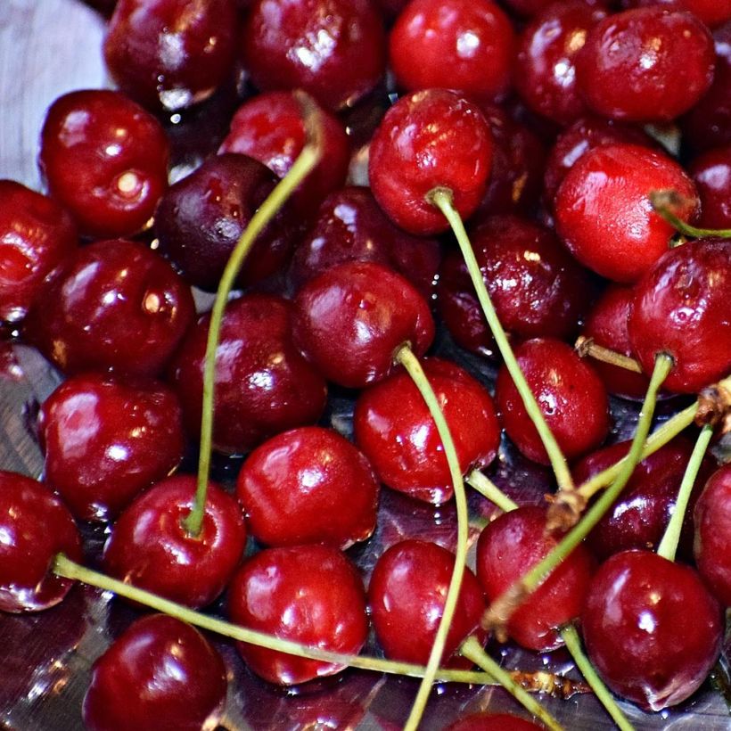 Sauerkirsche Griotte du Nord - Prunus cerasus (Ernte)