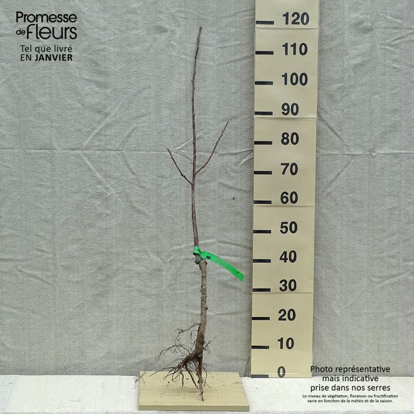 Exemplar von Sauerkirsche Griottier Griotte de Montmorency Bio - Prunus cerasus wie im Winter geliefert