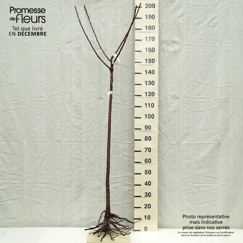 Exemplar von Sauerkirsche Cerise Allégria Delbard delkarsun - Prunus cerasus Wurzelnackt, HalbstammGelieferte Höhe ca. 200/220cm wie im Winter geliefert