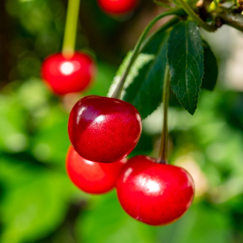 Sauerkirsche Hong kong - Prunus cerasus (Ernte)