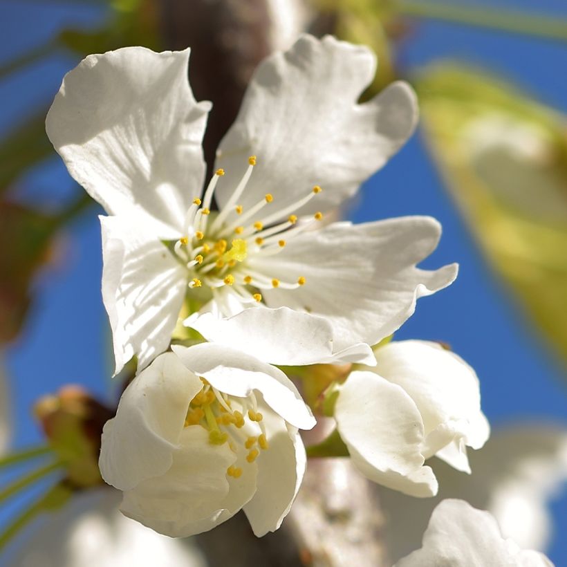 Sauerkirsche Kelleriis15 - Prunus cerasus (Blüte)