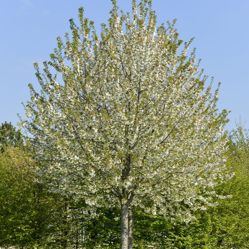 Sauerkirsche Kelleriis15 - Prunus cerasus (Hafen)