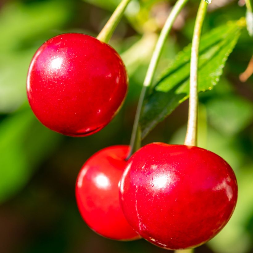 Sauerkirsche Maynard - Prunus cerasus (Ernte)