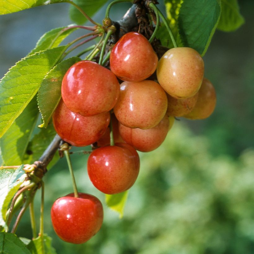 Sauerkirsche Rainier - Prunus cerasus (Ernte)