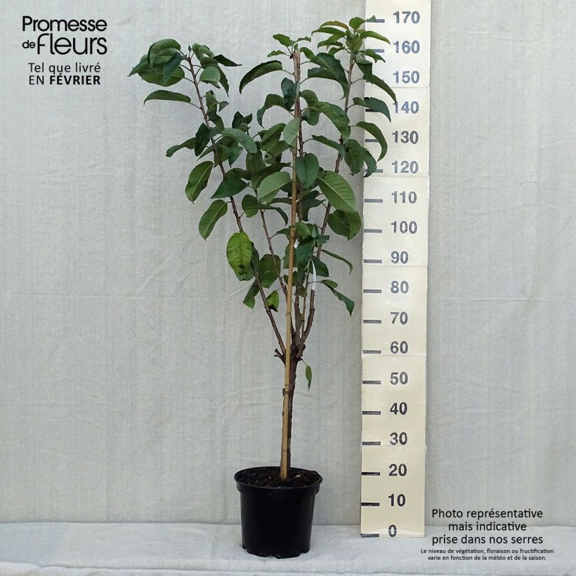 Exemplar von Cerisier Rainier - Prunus cerasus Pot de 7,5L/10L wie im Herbst geliefert