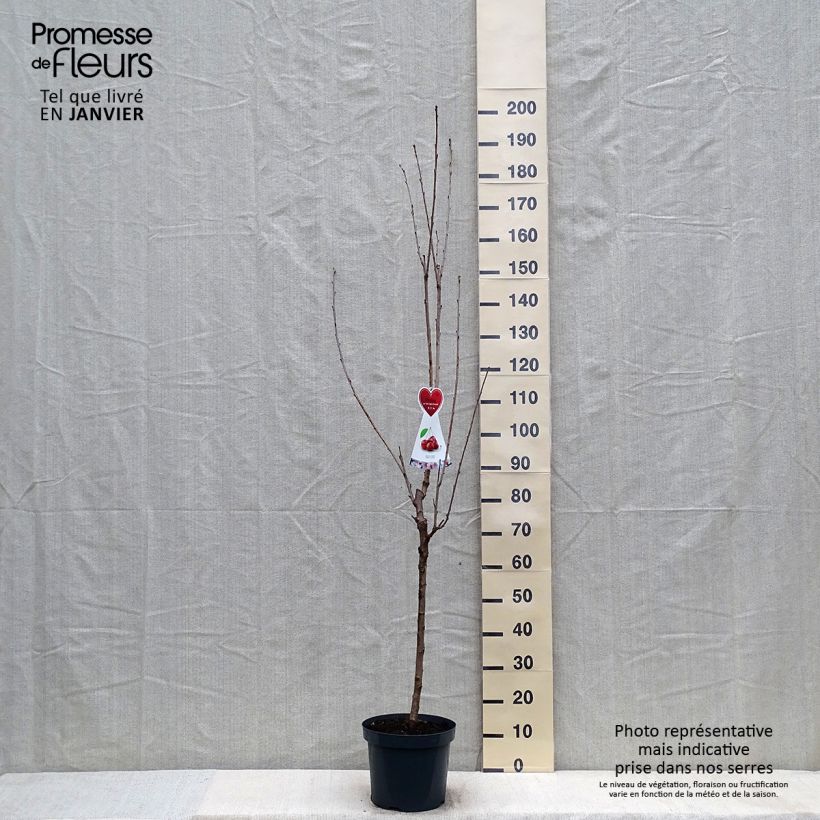 Exemplar von Cerisier Schneiders Späte Knorpelkirsche - Prunus avium Demi-tige en pot de 7,5l/10l wie im Winter geliefert