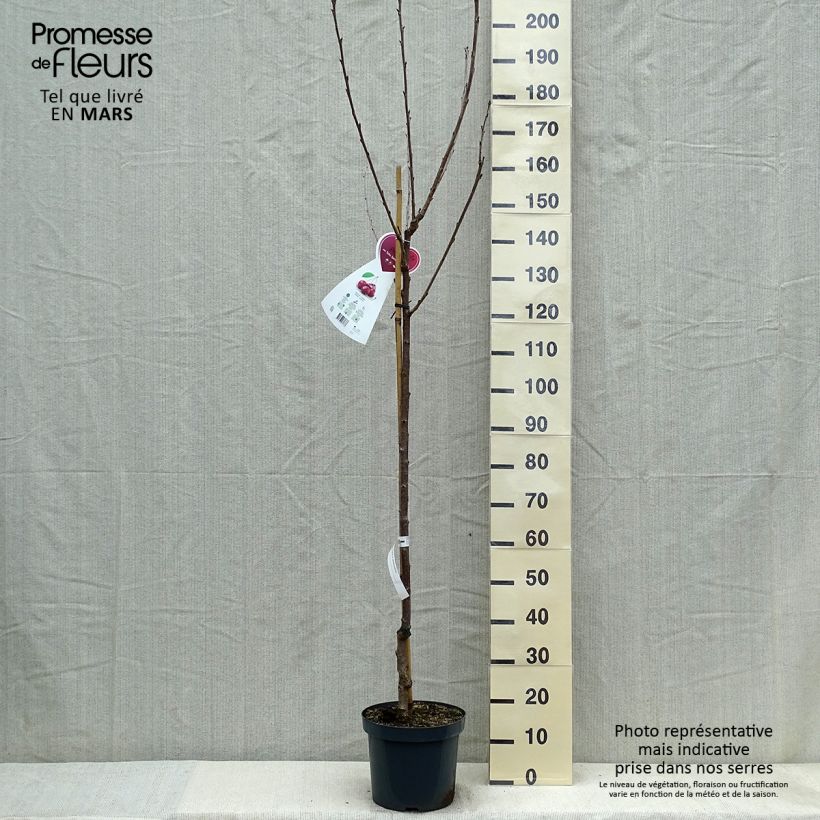 Exemplar von Süßkirsche Schneiders Späte Knorpelkirsche - Prunus avium Topf mit 7,5L/10L, HalbstammGelieferte Höhe ca. 200/220cm wie im Frühjahr geliefert