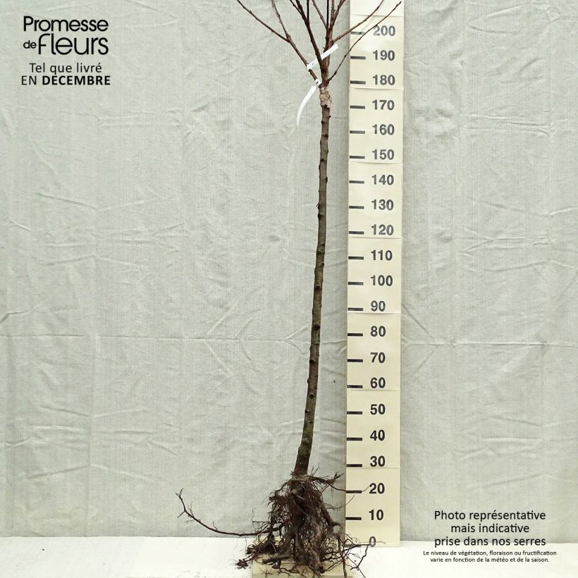 Exemplar von Süßkirsche Schneiders Späte Knorpelkirsche - Prunus avium Wurzelnackt, HalbstammGelieferte Höhe ca. 200/220cm wie im Winter geliefert