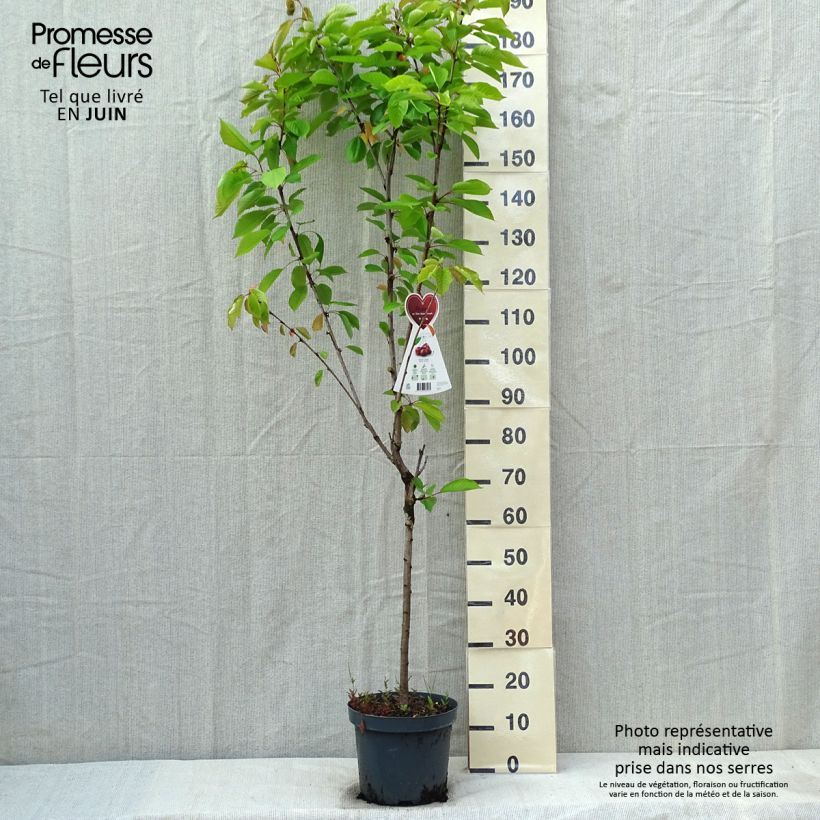 Exemplar von Süßkirsche Schneiders Späte Knorpelkirsche - Prunus avium Topf mit 7,5L/10L, Gobelet-FormGelieferte Höhe ca. 125/150cm wie im Frühjahr geliefert