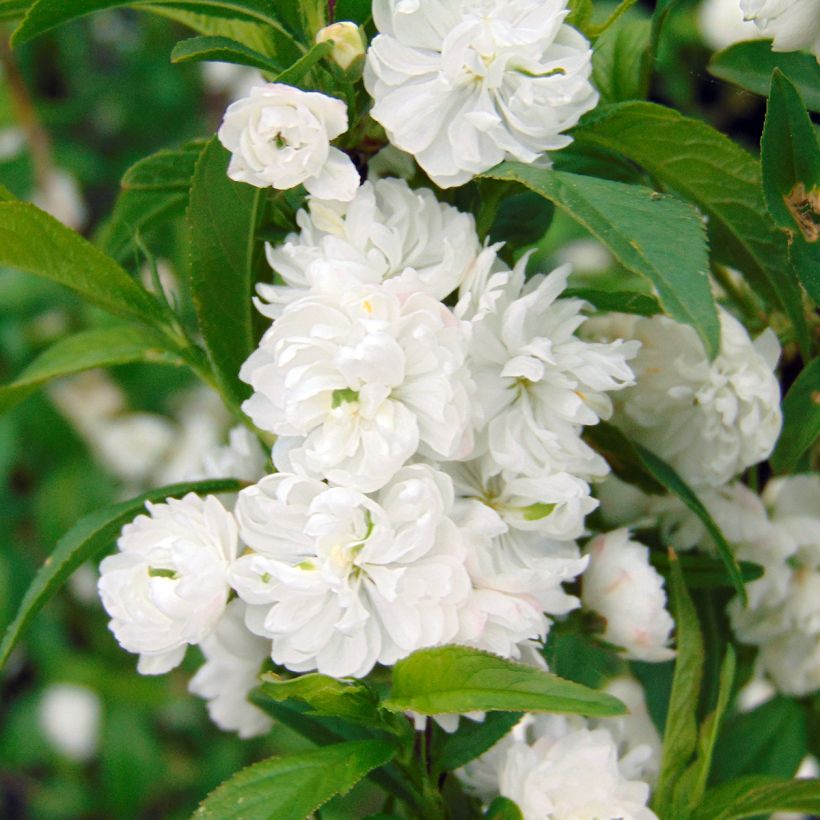 Drüsen-Kirsche Alba Plena - Prunus glandulosa (Blüte)