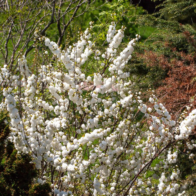 Drüsen-Kirsche Alba Plena - Prunus glandulosa (Hafen)