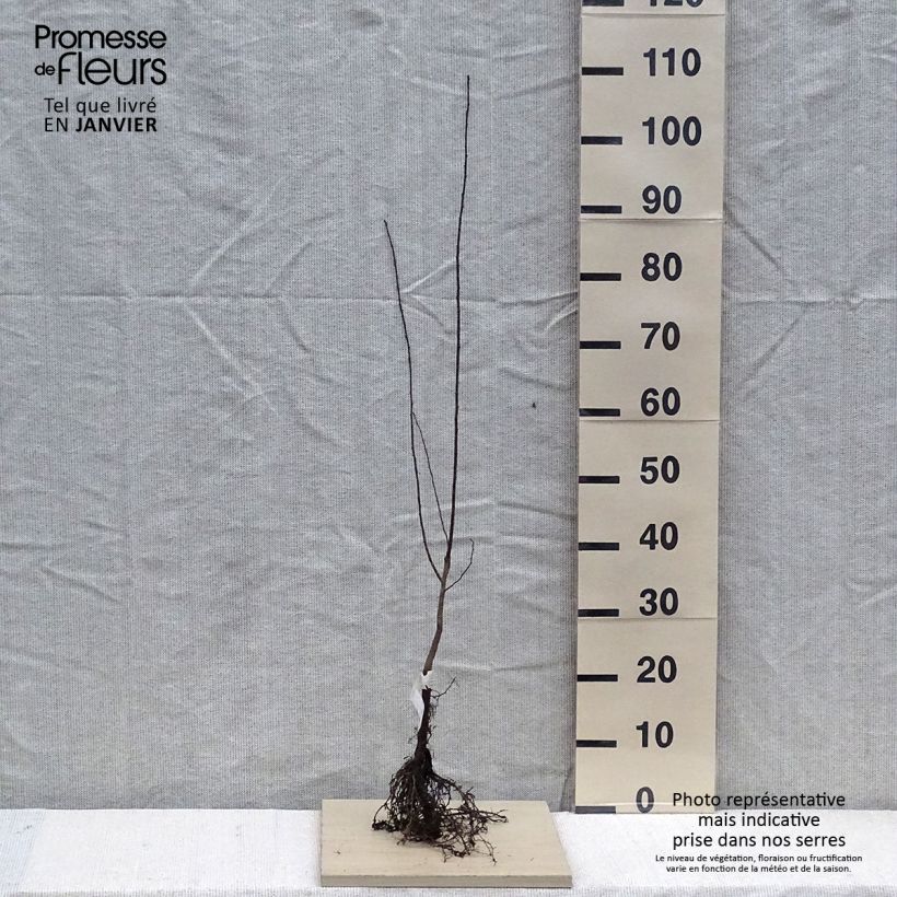 Exemplar von Kirsch-Pflaume - Prunus cerasifera wie im Winter geliefert