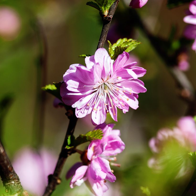 Drüsen-Kirsche Rosea Plena - Prunus glandulosa (Blüte)