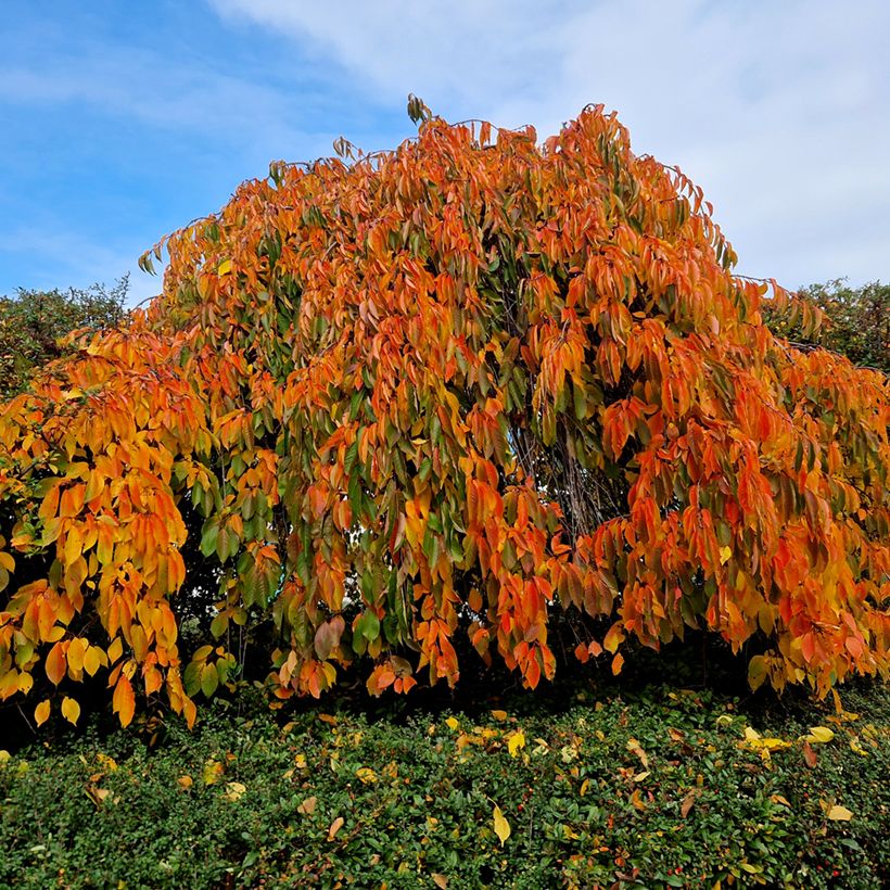 Zierkirsche Kiku-Shidare-Zakura - Prunus serrulata (Hafen)