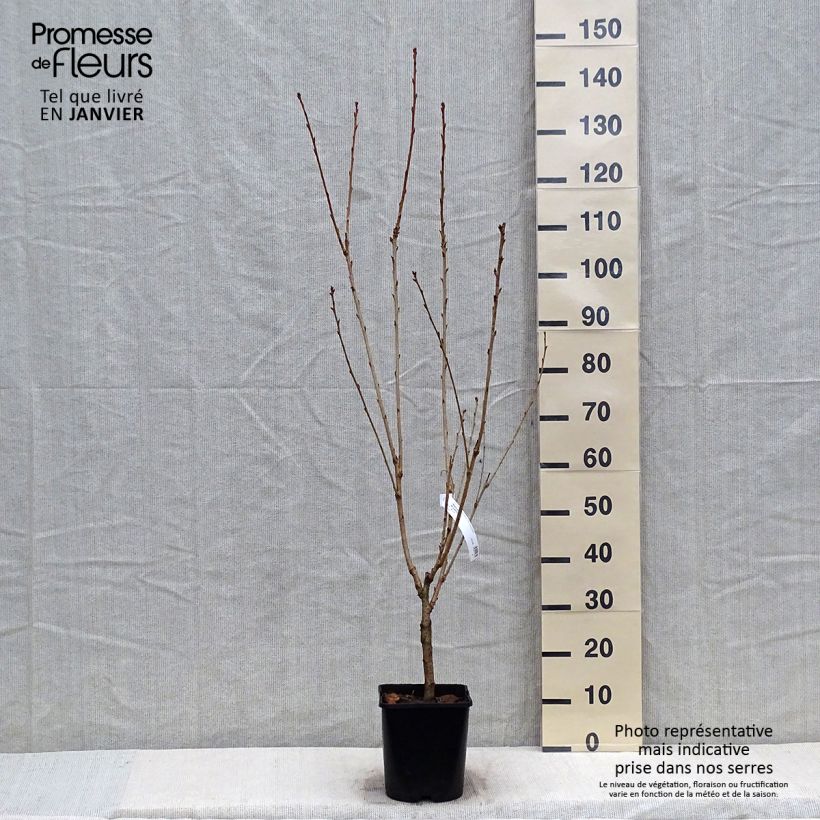 Exemplar von Zierkirsche Pink Perfection - Prunus serrulata Topf mit 4L/5LGelieferte Höhe ca. 100/120cm wie im Winter geliefert