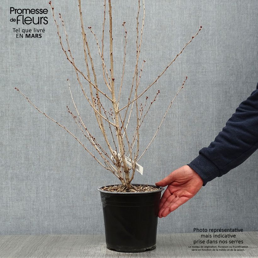 Exemplar von Cerisier à fleurs - Prunus subhirtella Fukubana en pot de 4L/5L wie im Winter geliefert