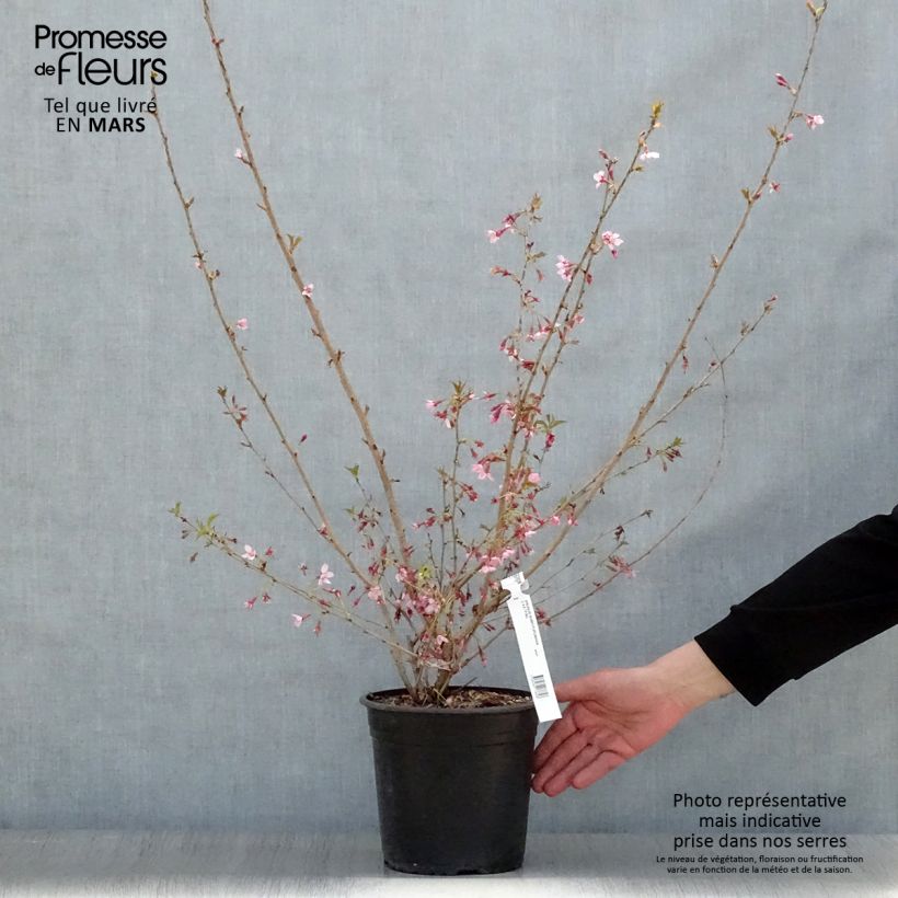 Exemplar von Zierkirsche Fukubana - Prunus subhirtella Topf mit 4L/5LGelieferte Höhe ca. 80/90cm wie im Frühjahr geliefert