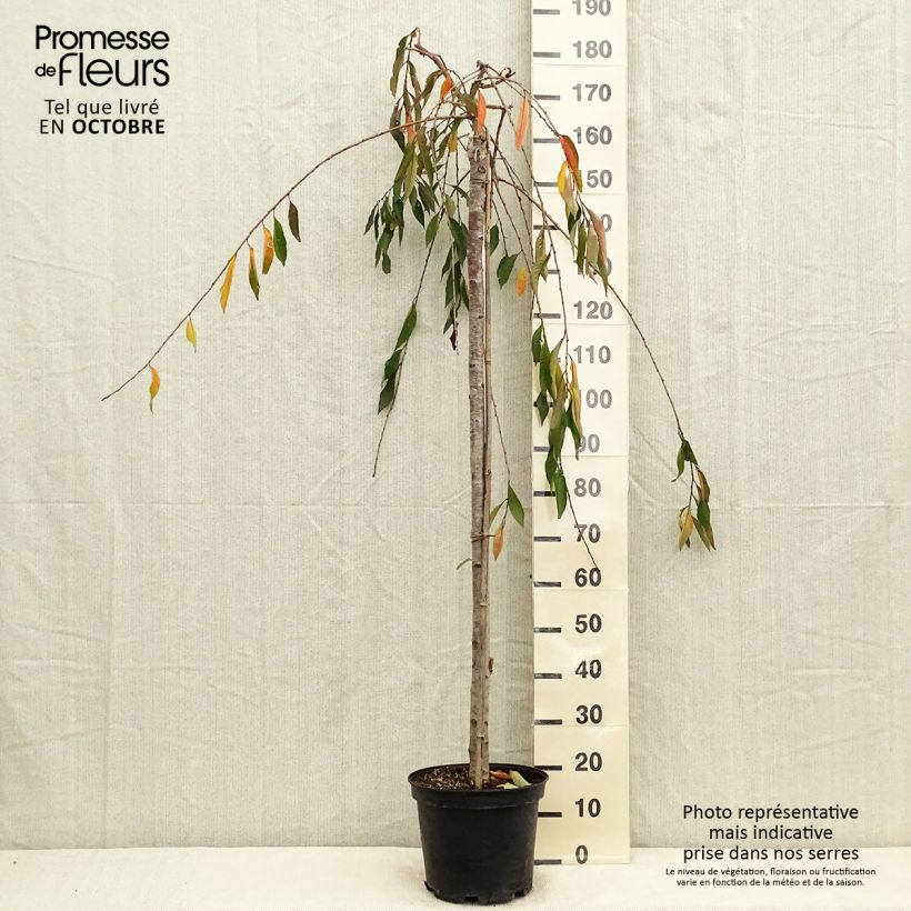 Exemplar von Cerisier à fleurs - Prunus subhirtella Pendula Rubra Pot de 7,5L/10L wie im Herbst geliefert