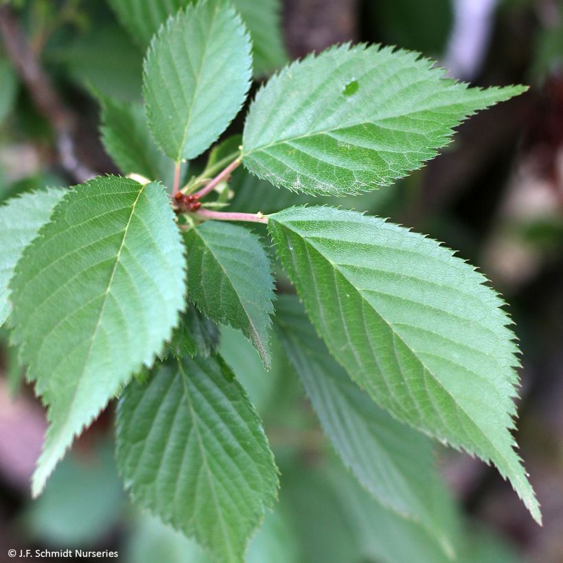 Zierkirsche First Blush - Prunus (Laub)