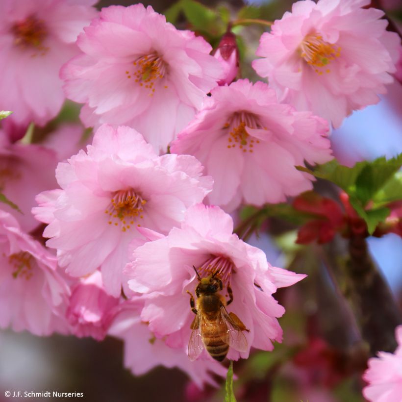 Zierkirsche First Blush - Prunus (Blüte)