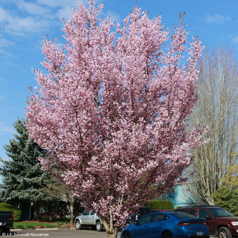 Zierkirsche First Blush - Prunus (Hafen)