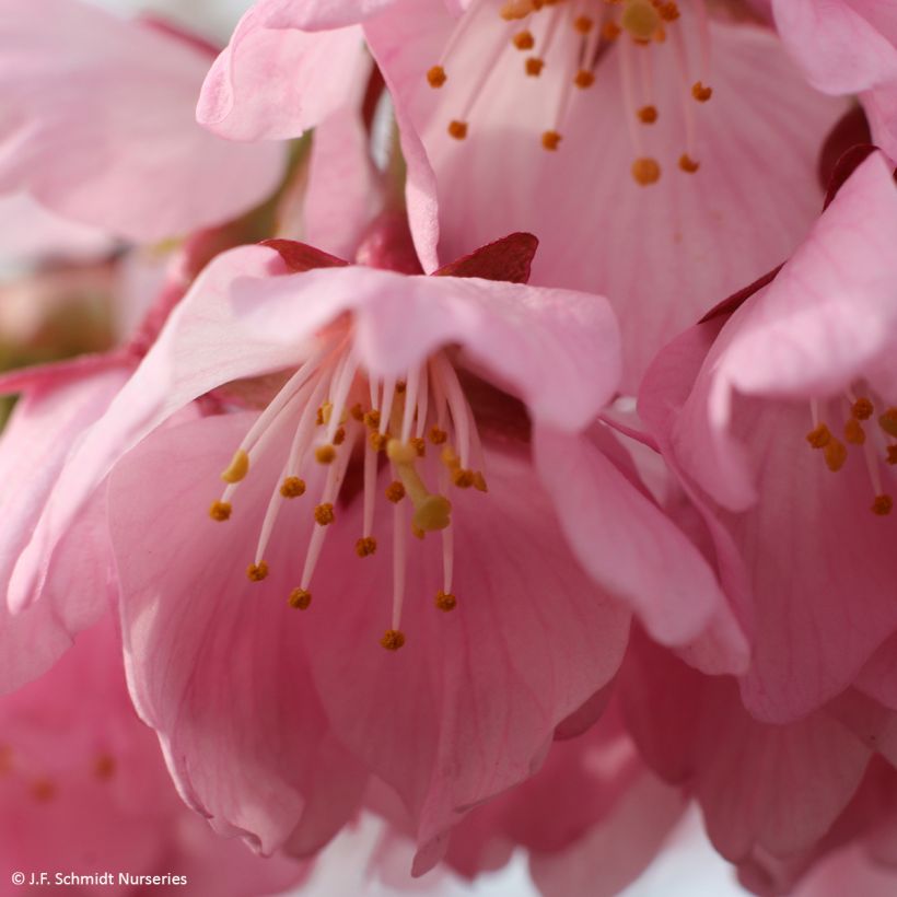 Zierkirsche Pink Cascade - Prunus (Blüte)